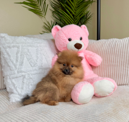 9 week old Pomeranian Puppy For Sale - Lone Star Pups