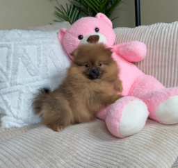 10 week old Pomeranian Puppy For Sale - Lone Star Pups