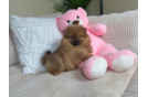 Best Pomeranian Baby