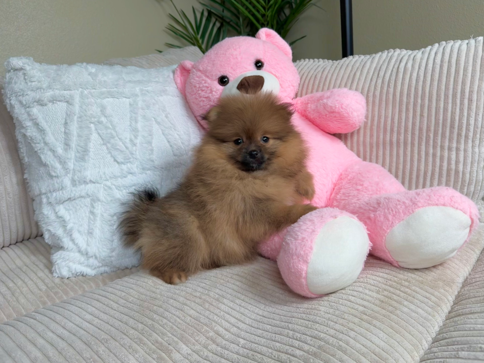Best Pomeranian Baby