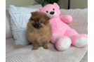 Cute Pomeranian Baby
