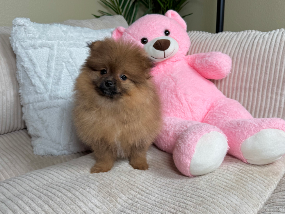 Cute Pomeranian Baby
