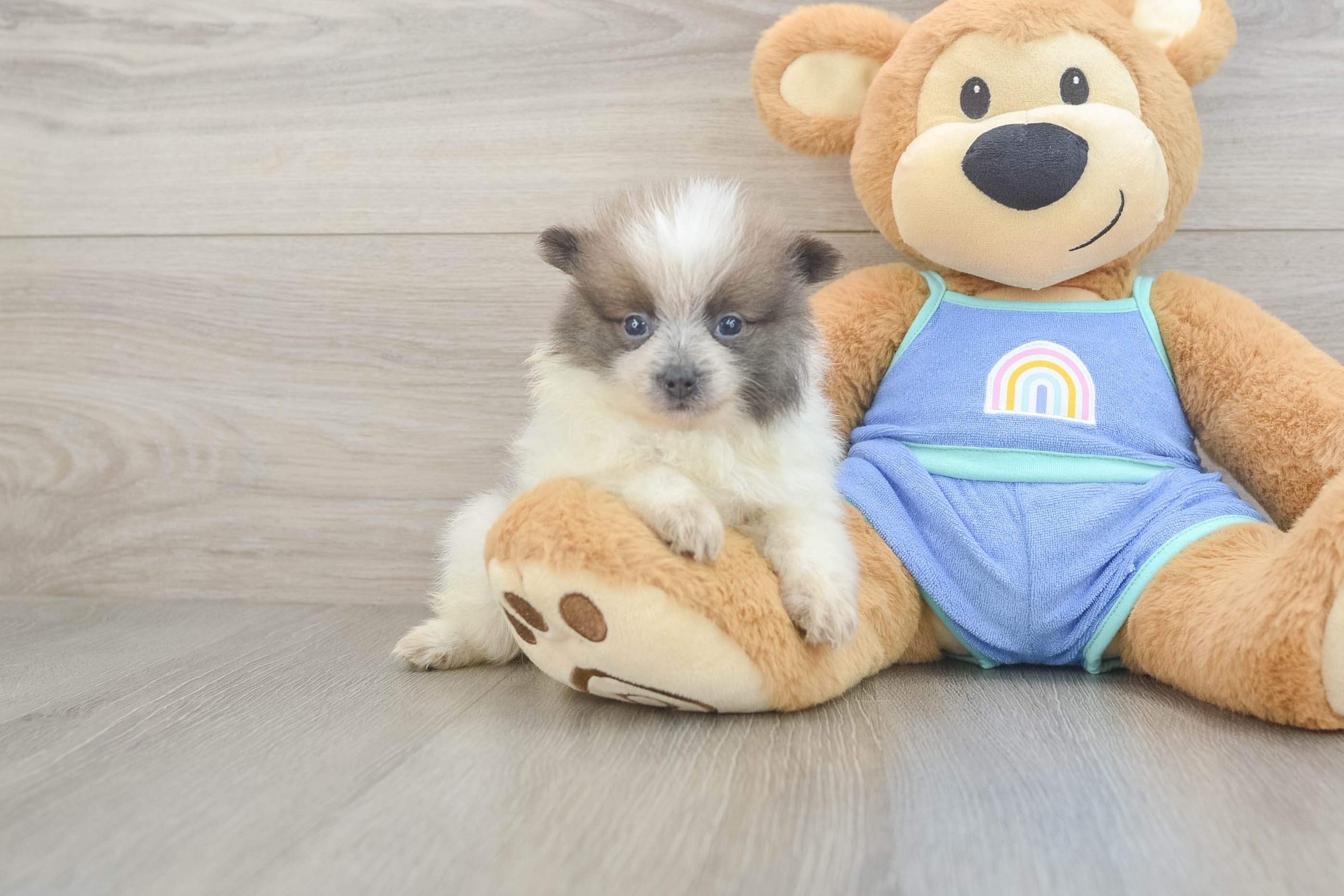 Fluffy Pom Pom Purebred Puppy