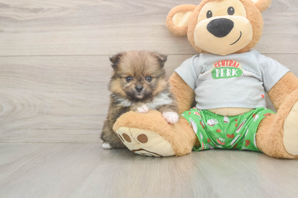 6 week old Pomeranian Puppy For Sale - Lone Star Pups