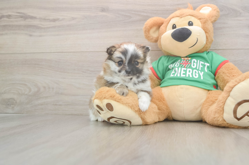 5 week old Pomeranian Puppy For Sale - Lone Star Pups