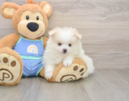 8 week old Pomeranian Puppy For Sale - Lone Star Pups