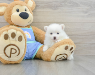 8 week old Pomeranian Puppy For Sale - Lone Star Pups