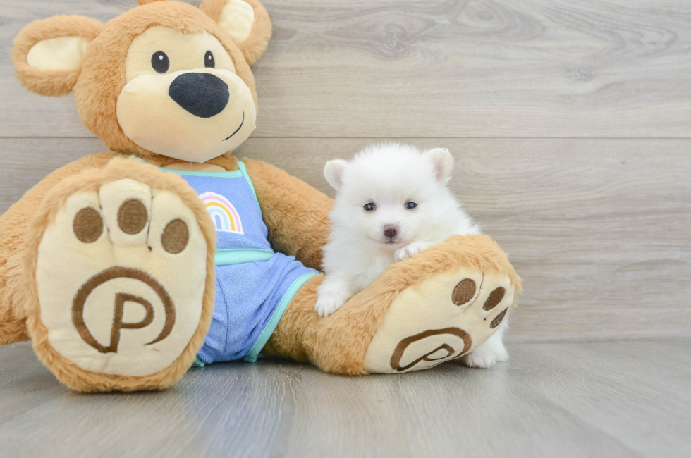 5 week old Pomeranian Puppy For Sale - Lone Star Pups