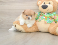 7 week old Pomeranian Puppy For Sale - Lone Star Pups