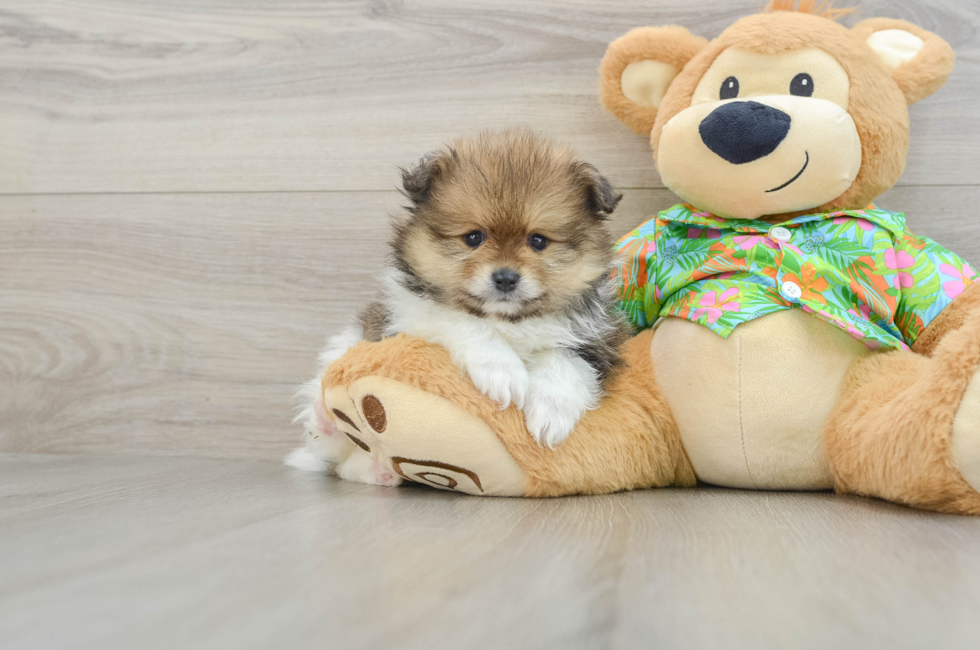 6 week old Pomeranian Puppy For Sale - Lone Star Pups