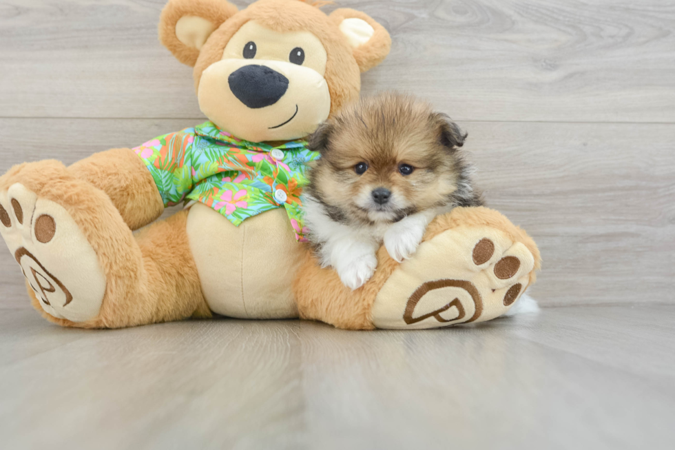 Pomeranian Puppy for Adoption