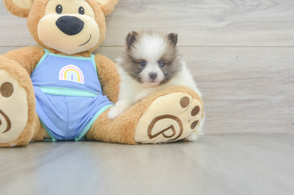 5 week old Pomeranian Puppy For Sale - Lone Star Pups