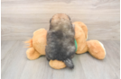Pomeranian Pup Being Cute