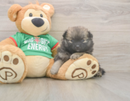 6 week old Pomeranian Puppy For Sale - Lone Star Pups