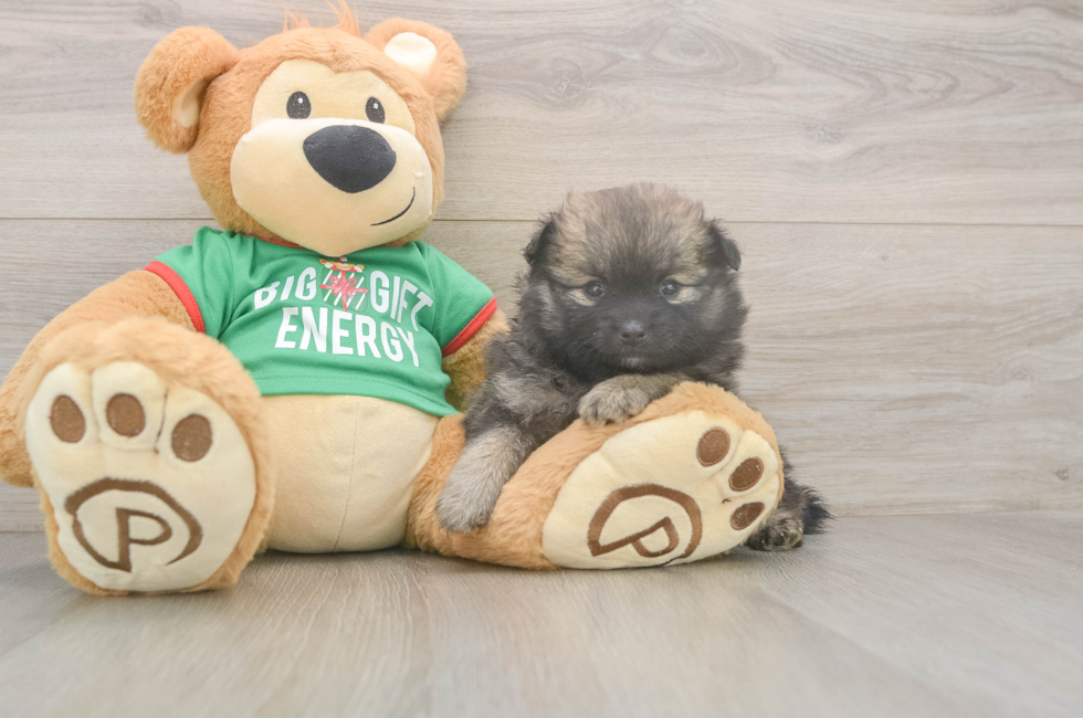 5 week old Pomeranian Puppy For Sale - Lone Star Pups
