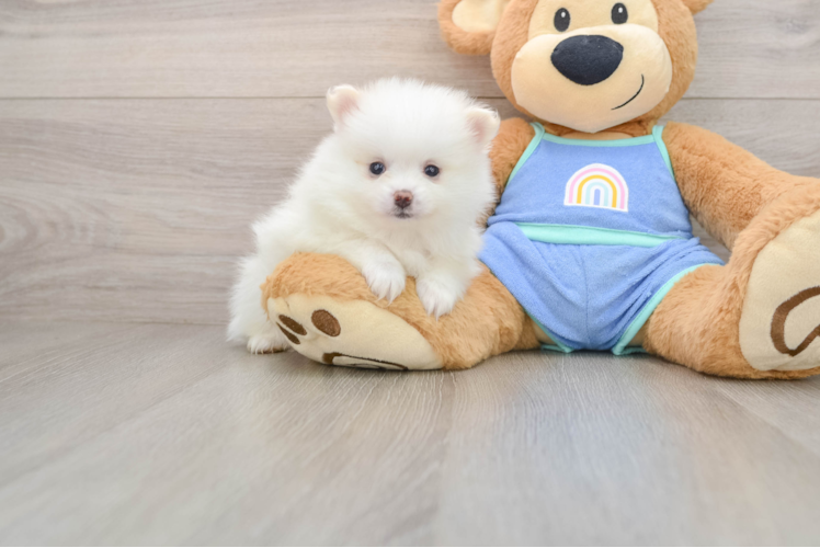 Pomeranian Puppy for Adoption