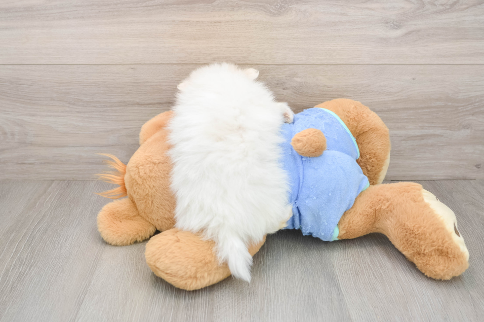 Pomeranian Puppy for Adoption