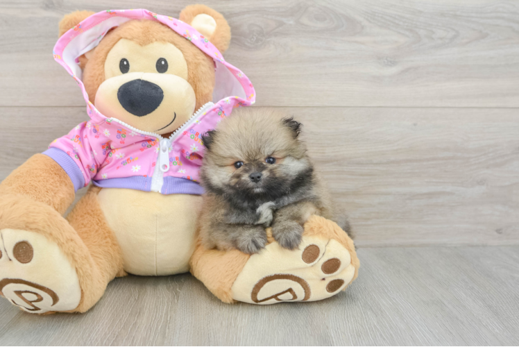 Friendly Pomeranian Baby