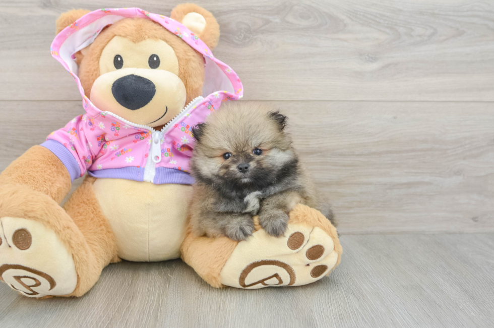 7 week old Pomeranian Puppy For Sale - Lone Star Pups