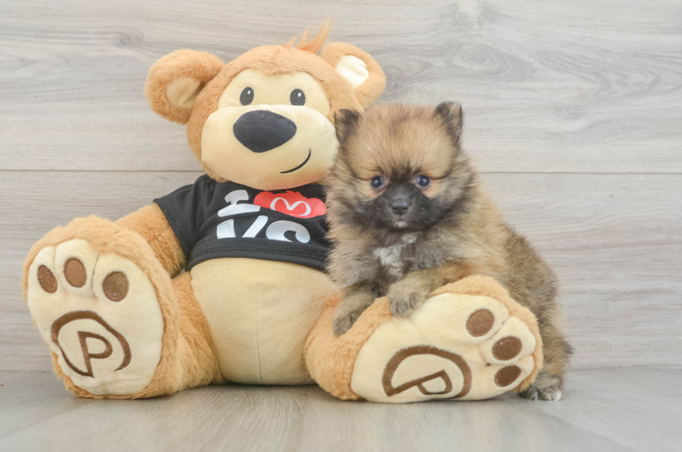 6 week old Pomeranian Puppy For Sale - Lone Star Pups