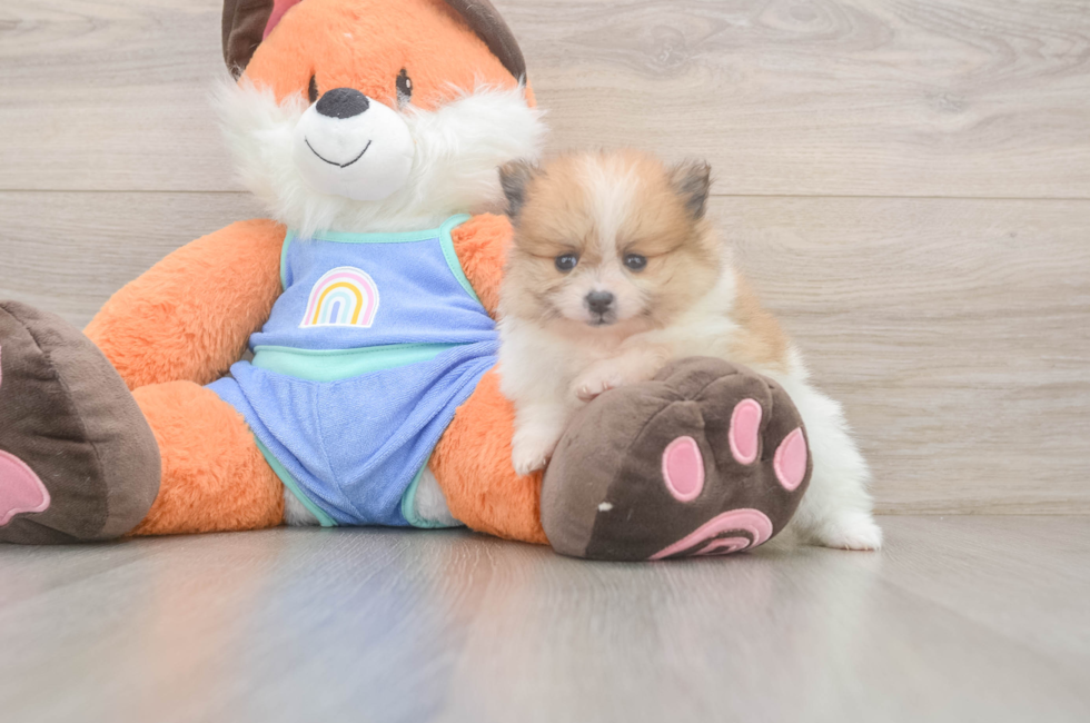 5 week old Pomeranian Puppy For Sale - Lone Star Pups
