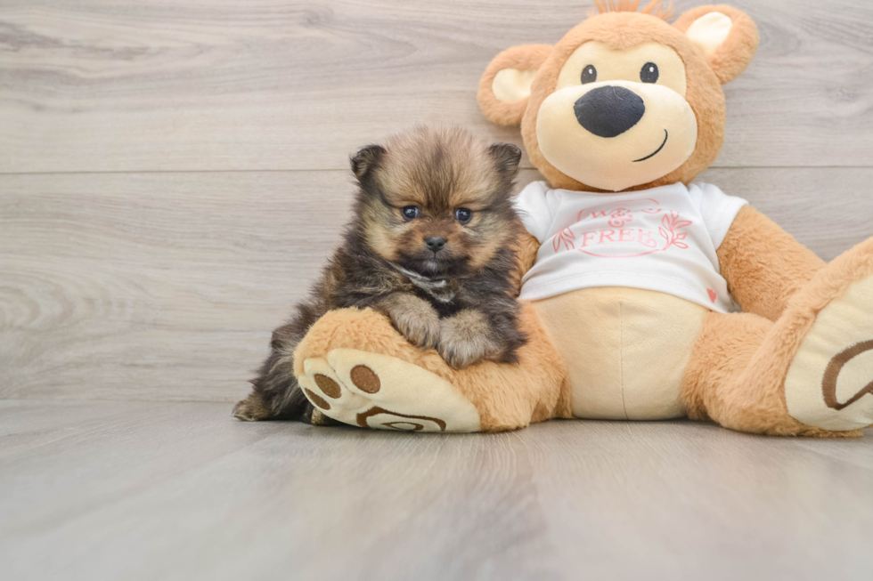Pomeranian Puppy for Adoption