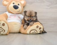 8 week old Pomeranian Puppy For Sale - Lone Star Pups
