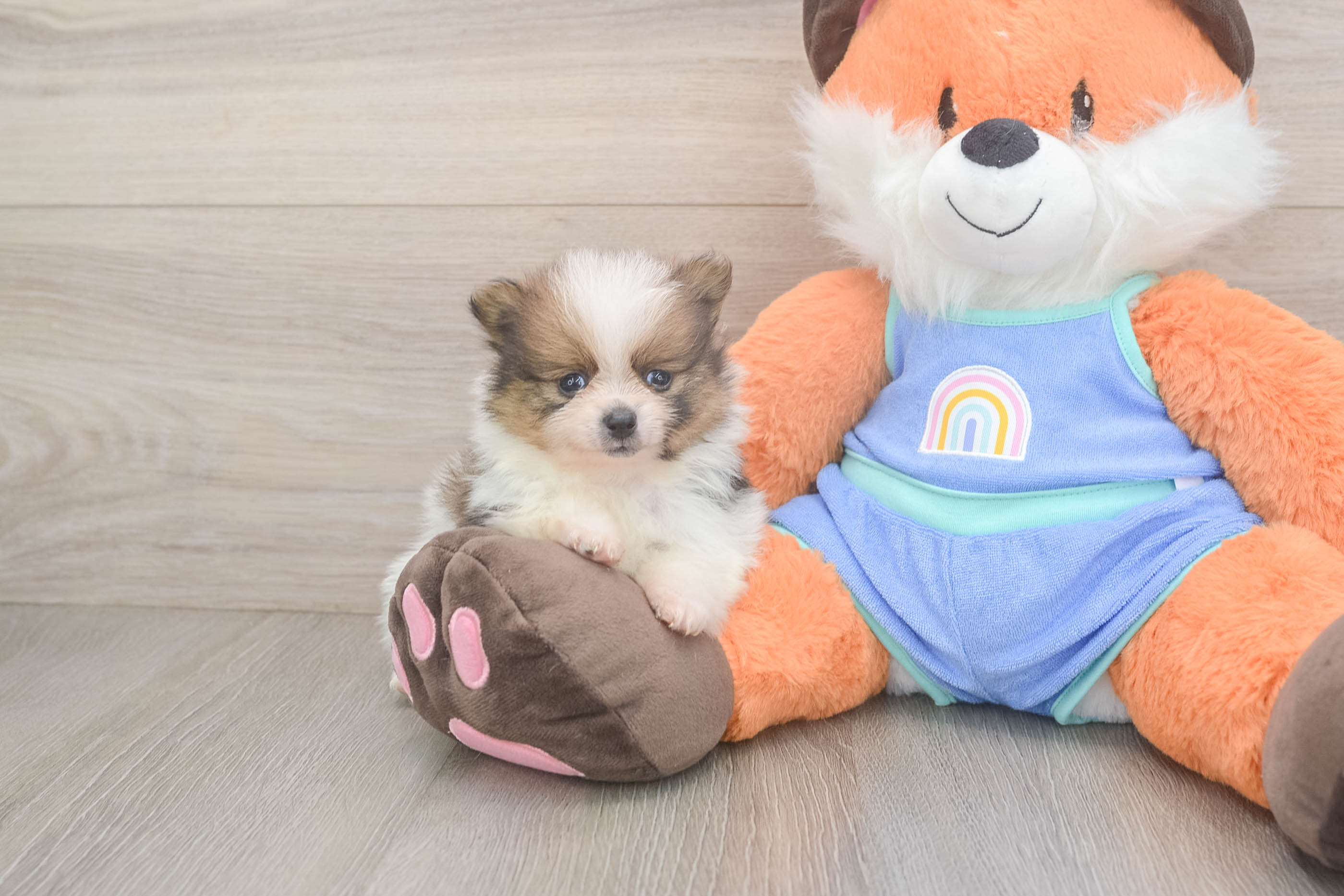 Cute Pom Pom Purebred Puppy