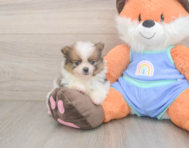 7 week old Pomeranian Puppy For Sale - Lone Star Pups