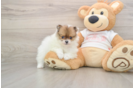 Playful Pomeranian Baby