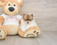 8 week old Pomeranian Puppy For Sale - Lone Star Pups