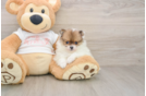Pomeranian Puppy for Adoption