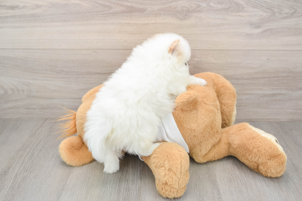 Pomeranian Puppy for Adoption