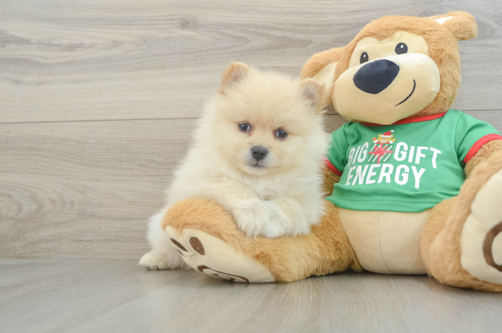 6 week old Pomeranian Puppy For Sale - Lone Star Pups