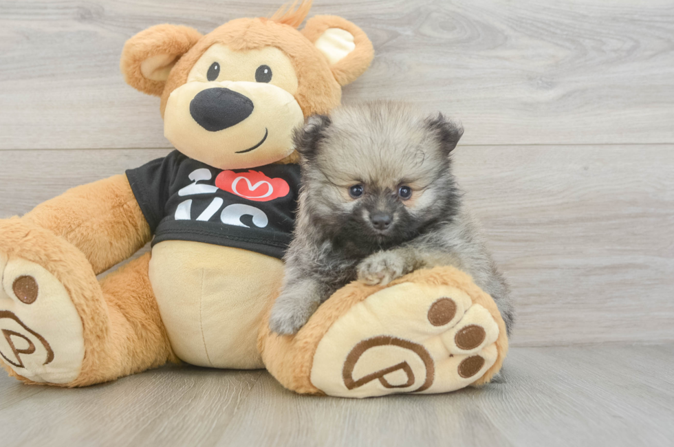 6 week old Pomeranian Puppy For Sale - Lone Star Pups