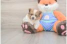 Cute Swergspitz Purebred Puppy