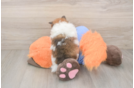 Small Pomeranian Baby