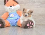 6 week old Pomeranian Puppy For Sale - Lone Star Pups