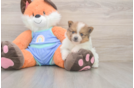 Akc Registered Pomeranian Purebred Pup