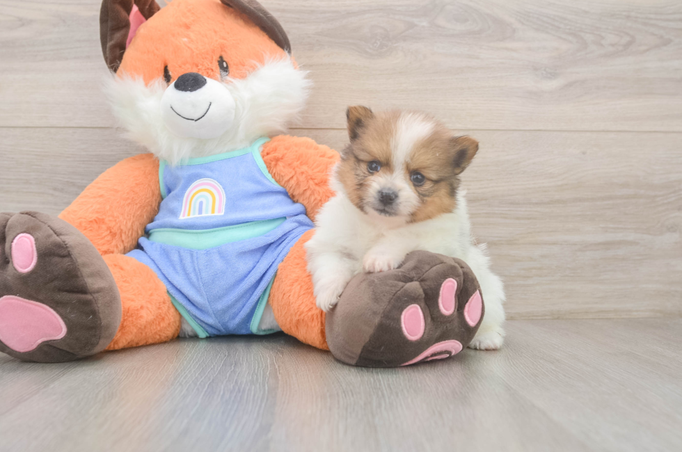 5 week old Pomeranian Puppy For Sale - Lone Star Pups