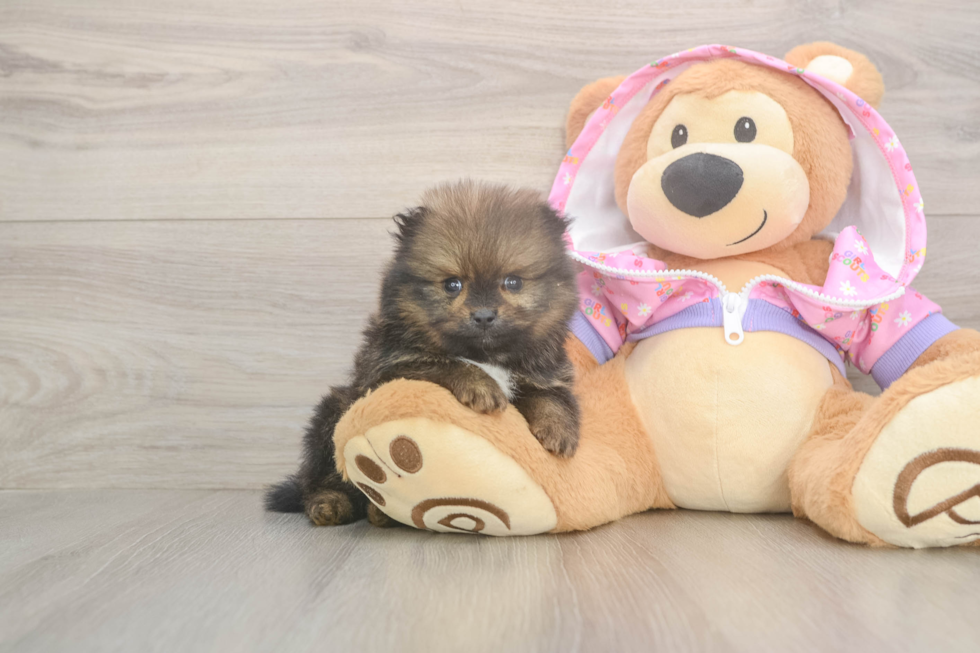 Playful Pomeranian Baby