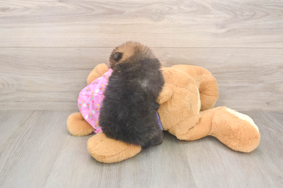 Best Pomeranian Baby