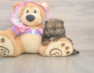 8 week old Pomeranian Puppy For Sale - Lone Star Pups