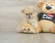 7 week old Pomeranian Puppy For Sale - Lone Star Pups