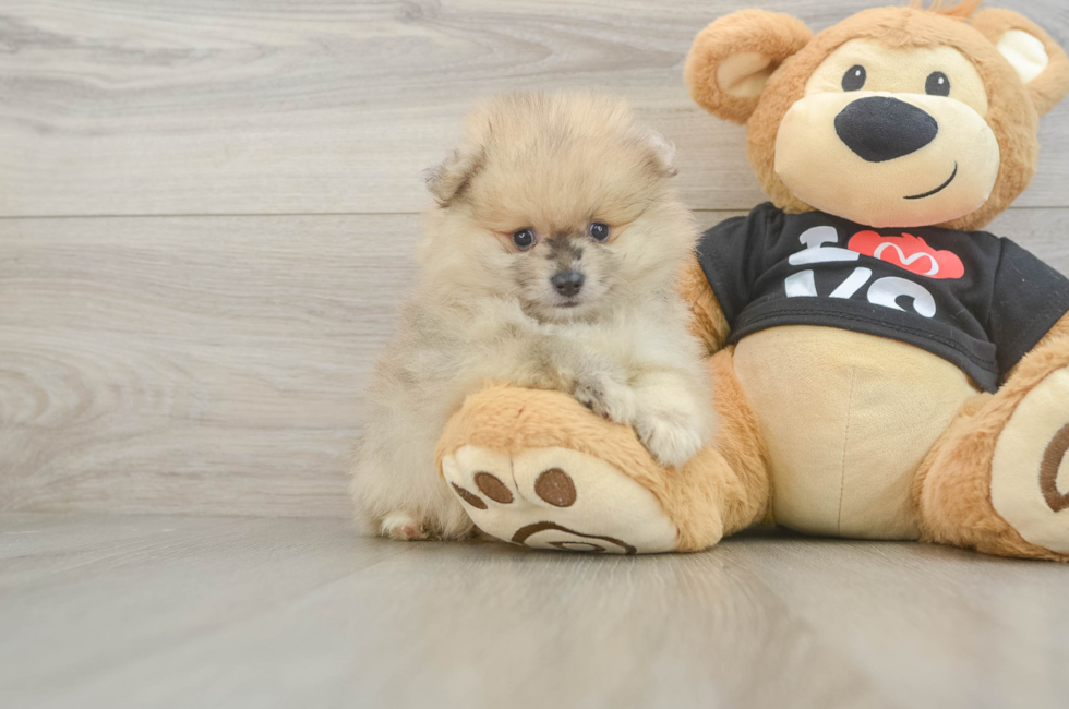 6 week old Pomeranian Puppy For Sale - Lone Star Pups