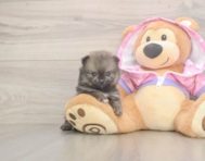 9 week old Pomeranian Puppy For Sale - Lone Star Pups