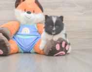 7 week old Pomeranian Puppy For Sale - Lone Star Pups