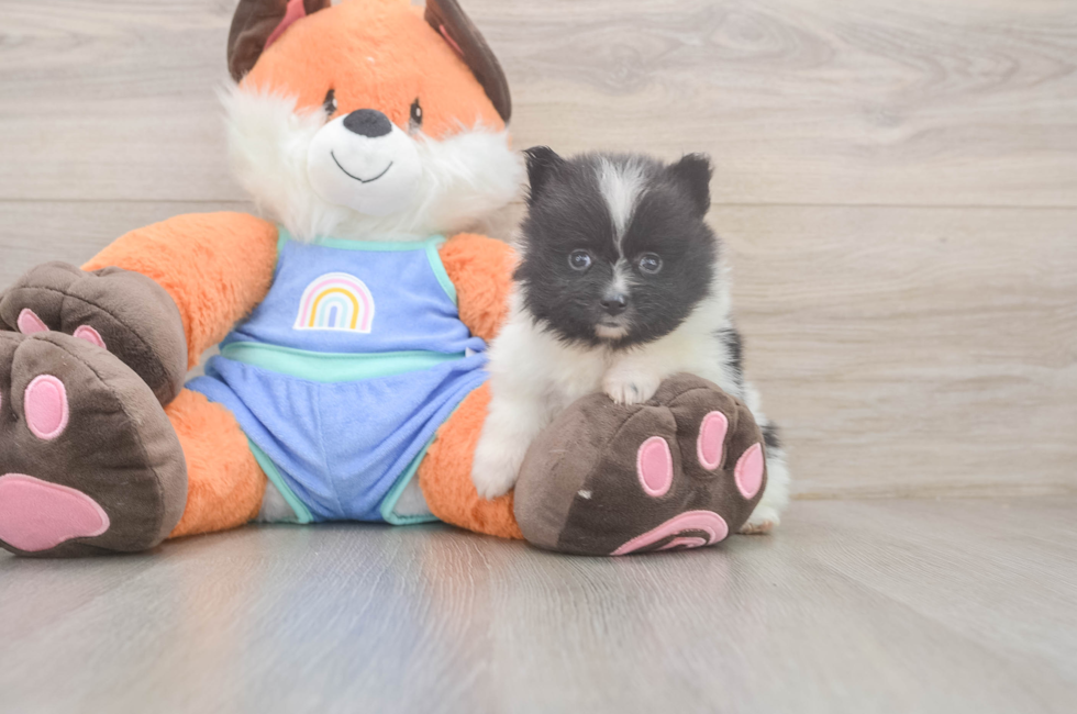 5 week old Pomeranian Puppy For Sale - Lone Star Pups