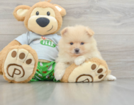 8 week old Pomeranian Puppy For Sale - Lone Star Pups