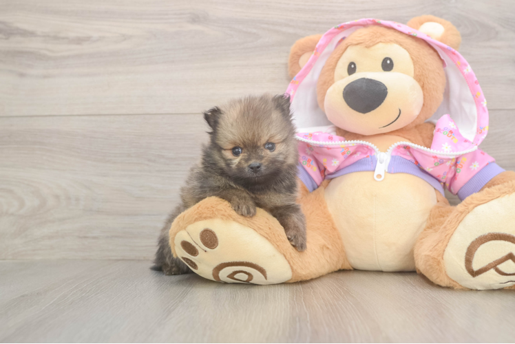 Playful Pomeranian Purebred Pup